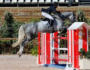 TOSCANO LOVE 2 GioCav2013 S5 1857 : Campionati Italiani Giovani Cavalli, Cattolica, LOVE 2, TOSCANO LORENZO, ph Stefano Secchi ©